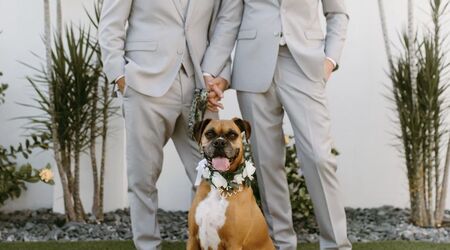 frisco, Dog, Dog Wedding Flower Girl Dress