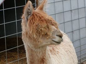 Mary's Country Critters - Petting Zoo - Wayland, MI - Hero Gallery 1