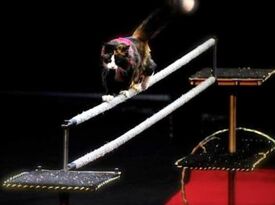 Amazing Trained Pets - Animal For A Party - Buford, GA - Hero Gallery 2