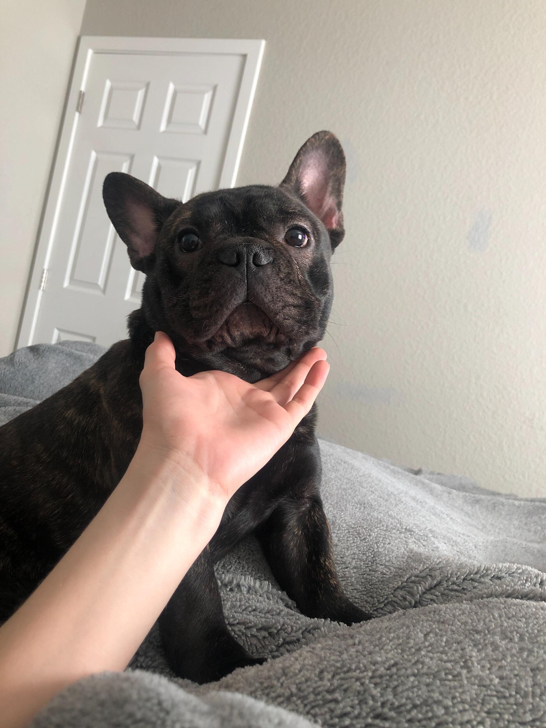 Brady's gotcha day!