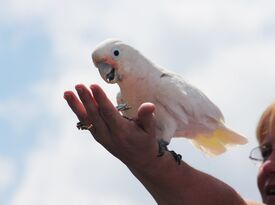 Wildlife Wendy's Tropical Birds - Animal For A Party - Santa Clarita, CA - Hero Gallery 3