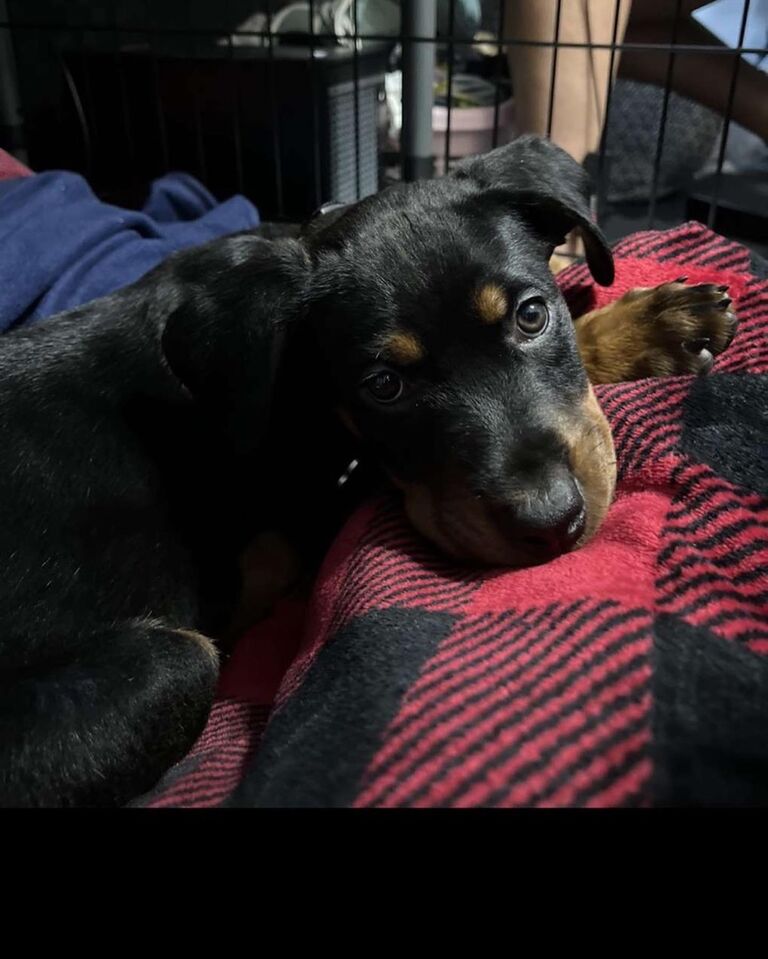 We welcomed our first ‘son’ home — a tiny Rottweiler pup named Bentley.