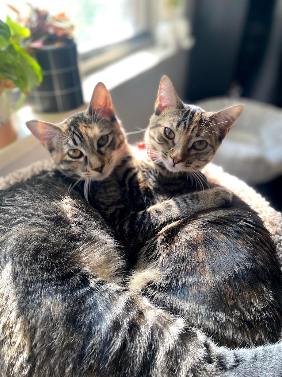 Adopted our girls... Scrim and Ruby xoxo