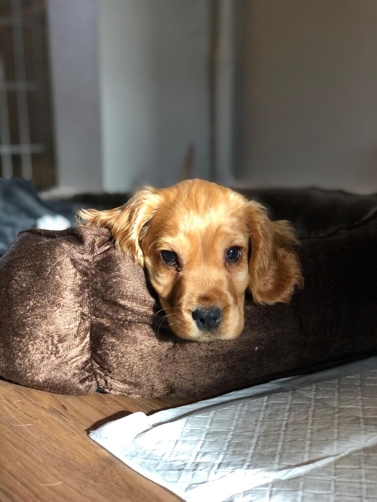 Welcomed George home 🐾 