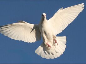 White Doves of Pittsboro - Event Planner - Pittsboro, NC - Hero Gallery 1