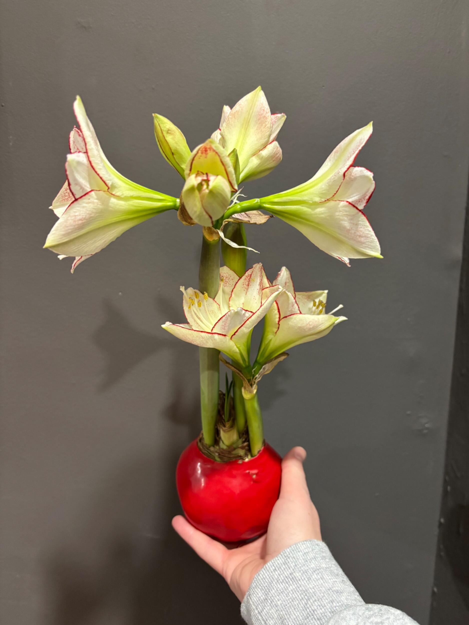 Turns out it was a flower after all. It bloomed into something beautiful, as did we.