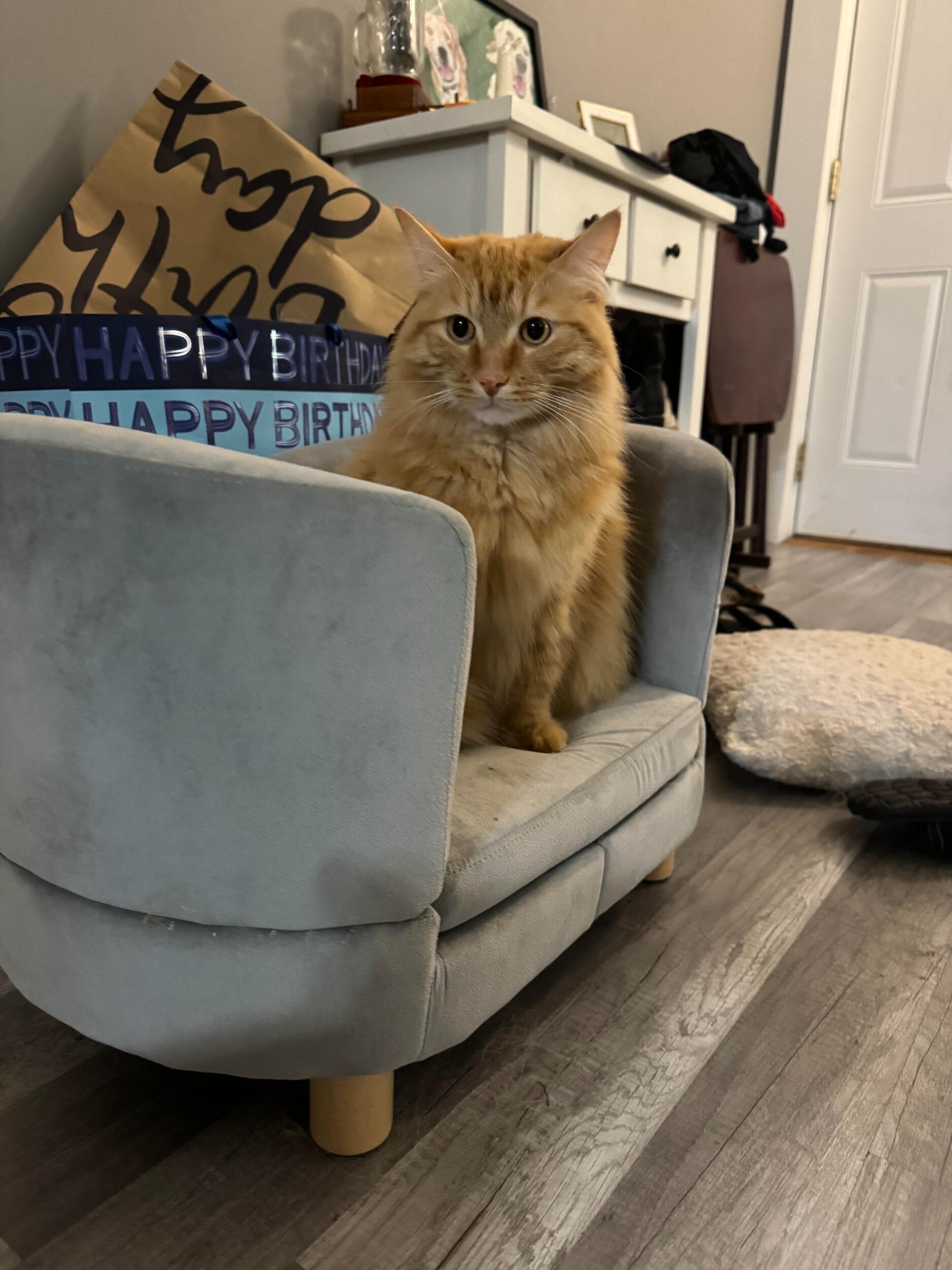 Added to the family!.... Again Biscuit!