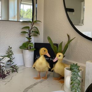 Gallery Photo 7