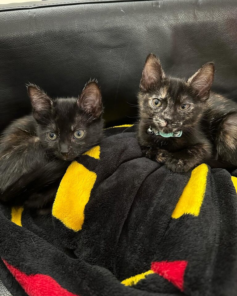 We adopted 2 adorable kitty cats. Say hello to Junebug & Jellybean!