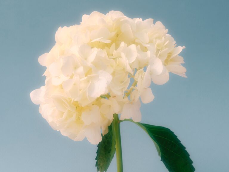 A gorgeous, cloud-like white hydrangea