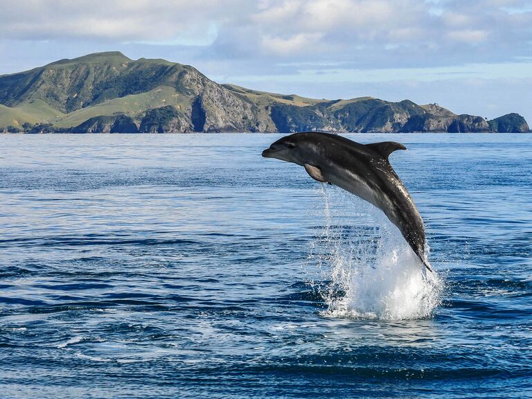 Dolphin leaping in the Bay of Islands, New Zealand