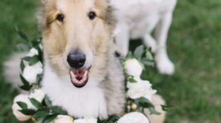 Le origini della toelettatura del cane. - Wedding Dog Sitter