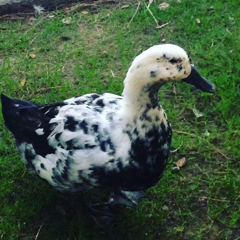 Nick and Darcy move to Scottsdale, Arizona. 

Check out this cool duck!