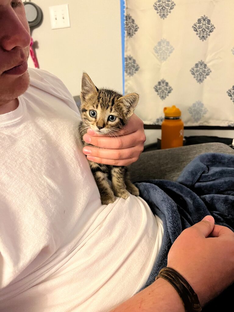We found little Hope in the engine of my car after a trip back from his parents house!