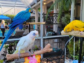 Linda The Parrot Lady - Animal For A Party - Wellington, FL - Hero Gallery 4