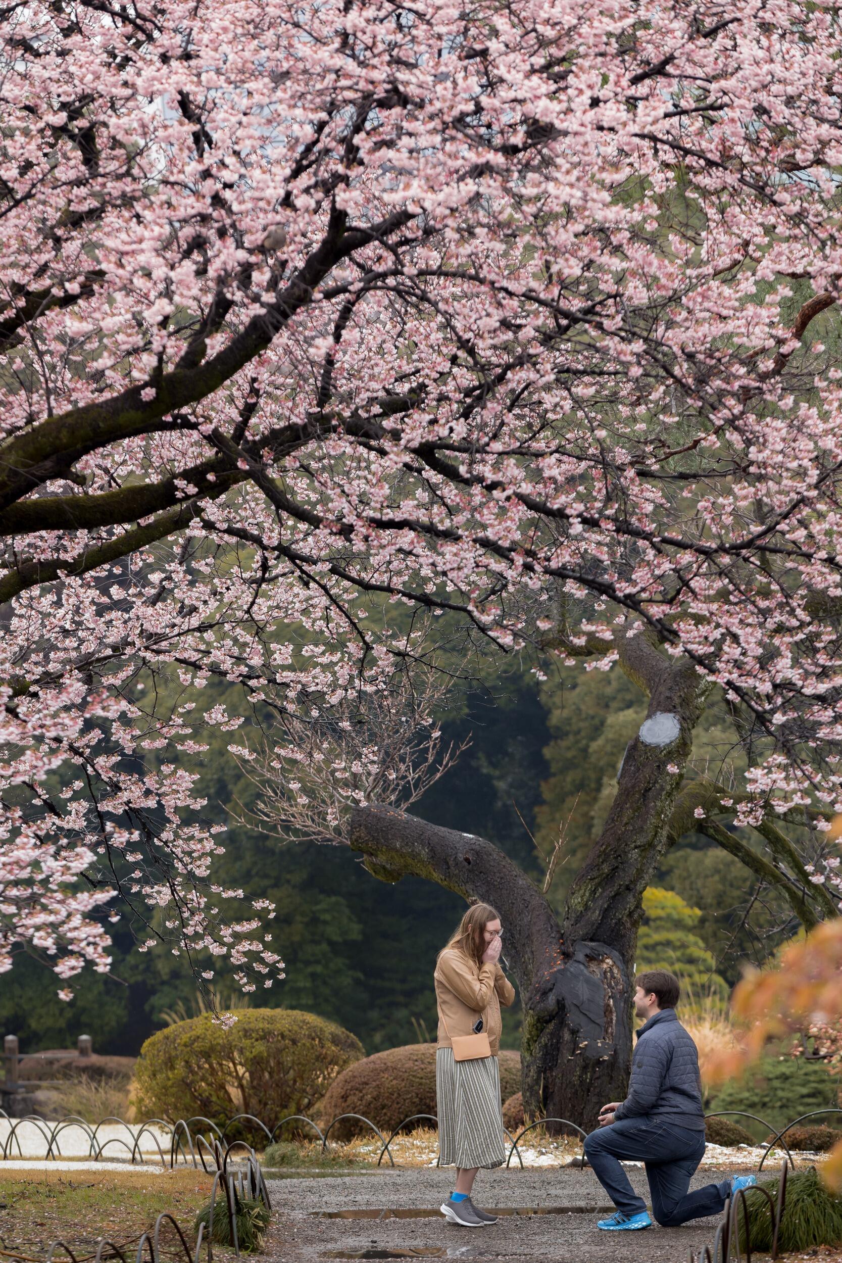 The Proposal in Shinjuku Gyoen National Garden (Tokyo, Japan).