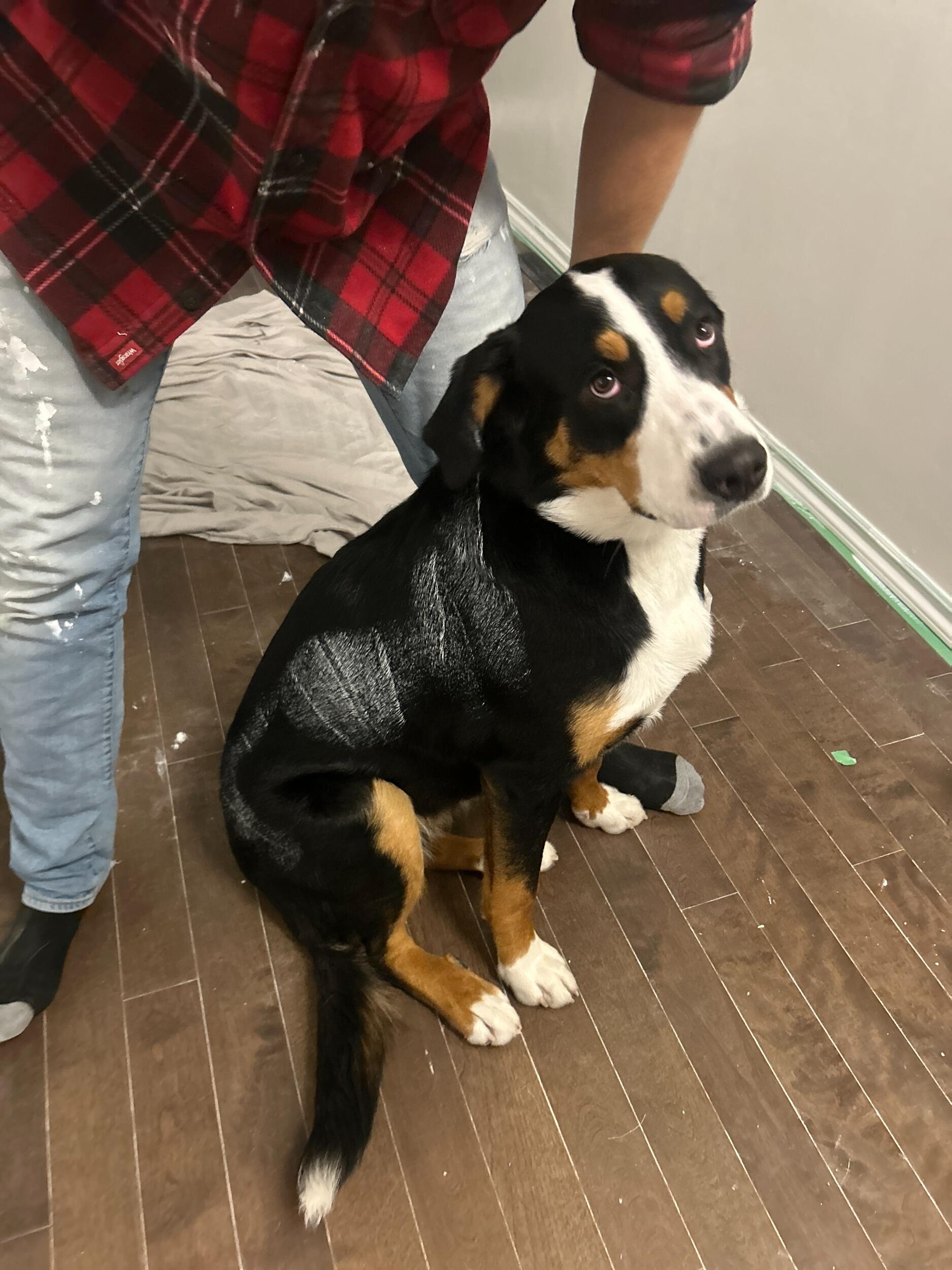 Dopey puppy+fresh paint = bath time