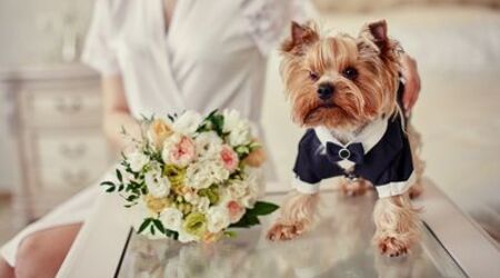 Le origini della toelettatura del cane. - Wedding Dog Sitter