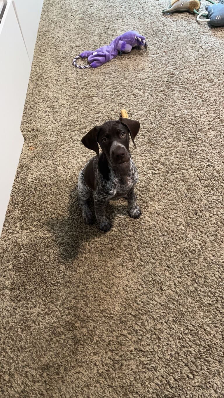 Porsha, the puppy we chose together and brought home!