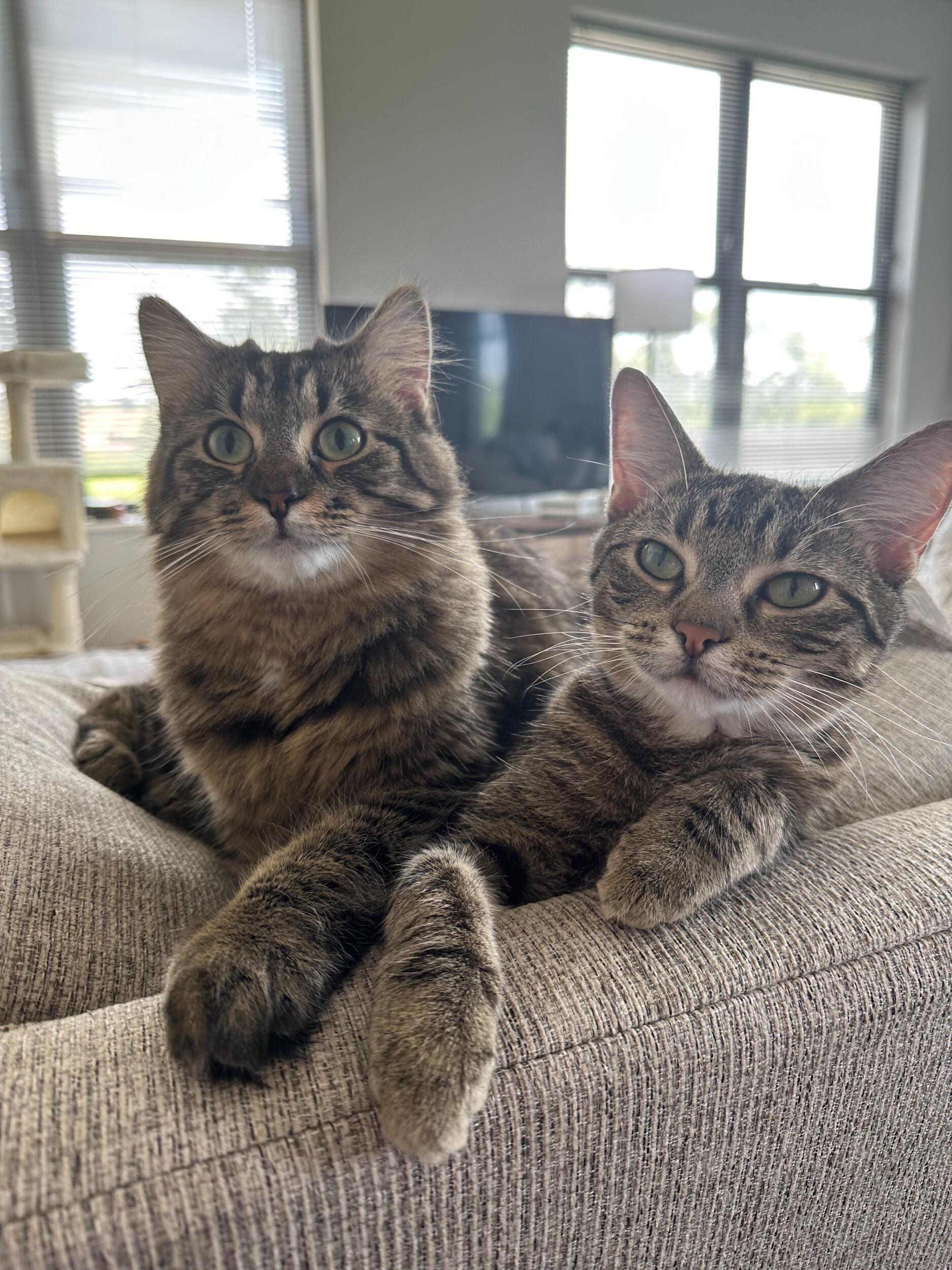 adopted our cutie girls - marnie and junie!