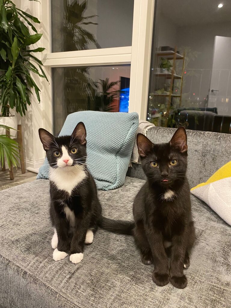 The pandemic meant lots of time at home and like many, Scott and Jess introduced some new life into their home. Baby Katsu and Miso brought so much joy to Casa Fritillary and kept the couple going through lockdown.