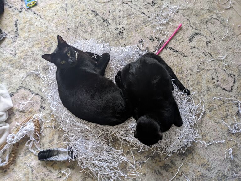 Our kitties became besties and got up to all sorts of mischief