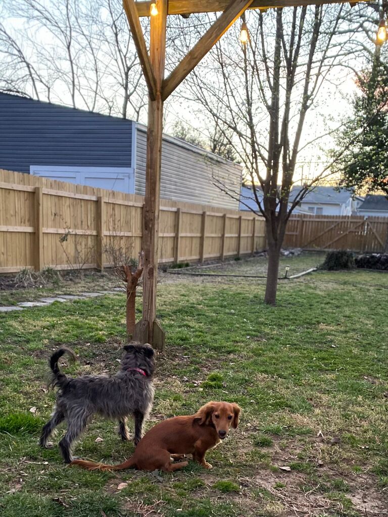 Our babies Coco and Apollo! 