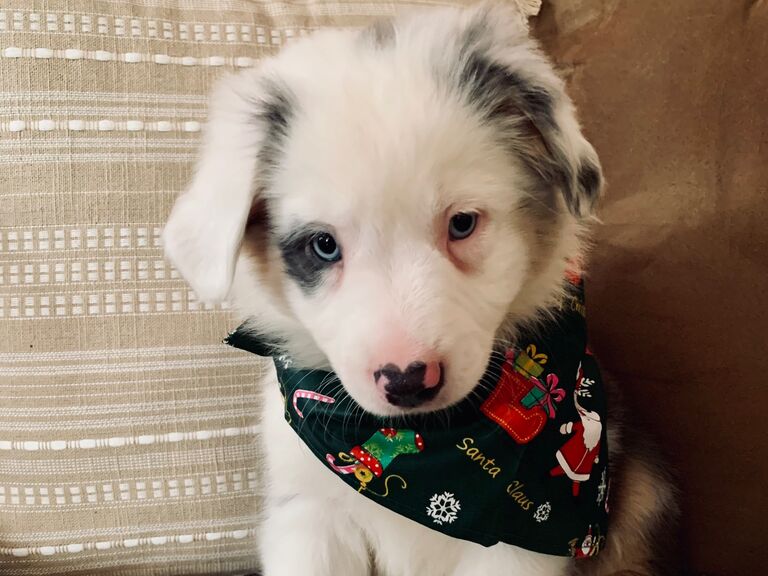 Welcomed home our nugget, Bodhi!
