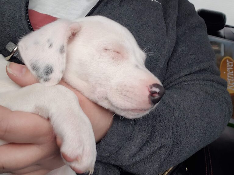 In 2020 we decided Piper needed a baby brother...