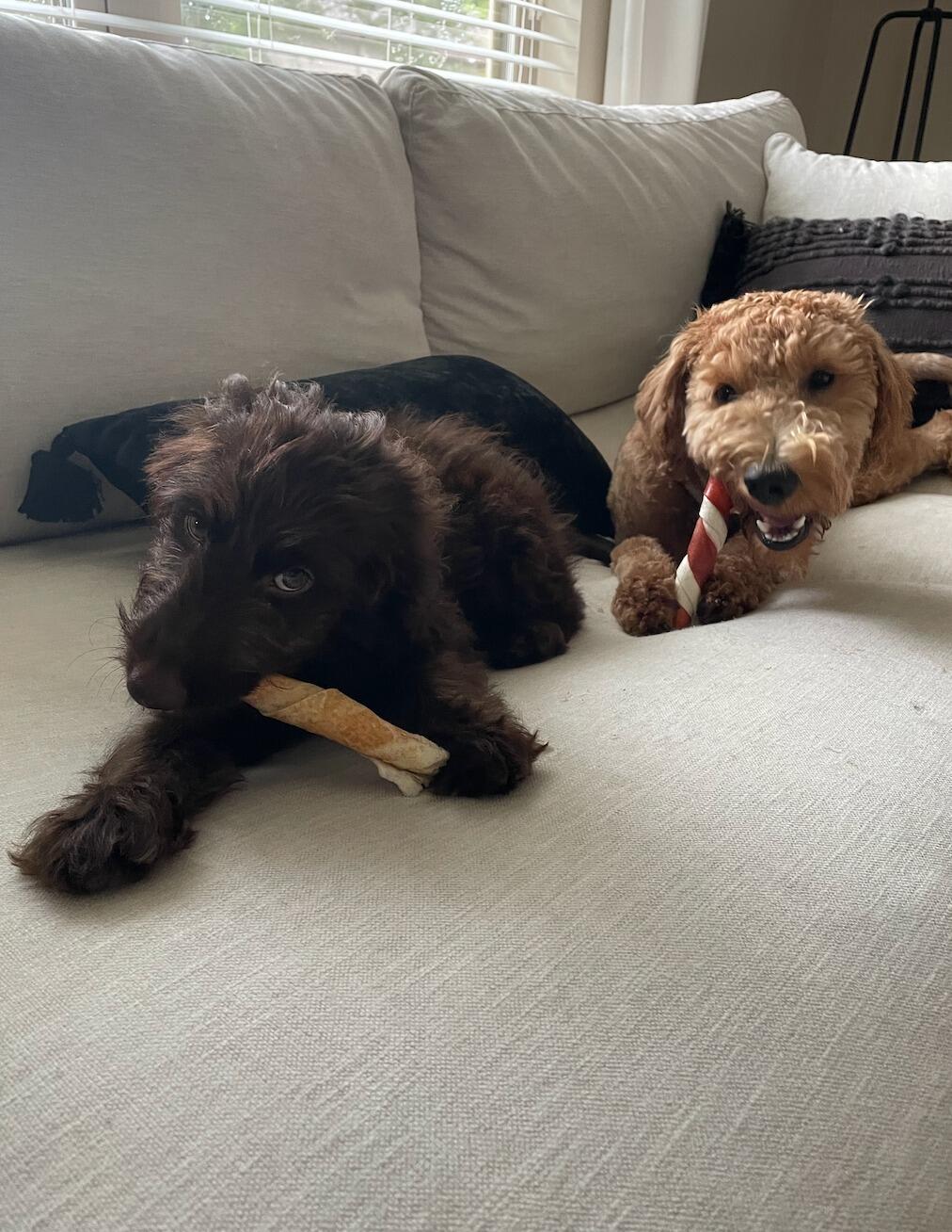 We added to our family with our Cleo girl! 