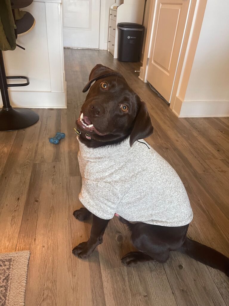 Maui showing off his new winter coat.