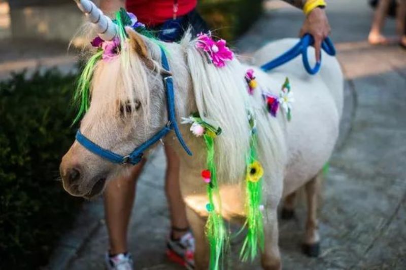 Encanto Party Entertainment Ideas - Ponies