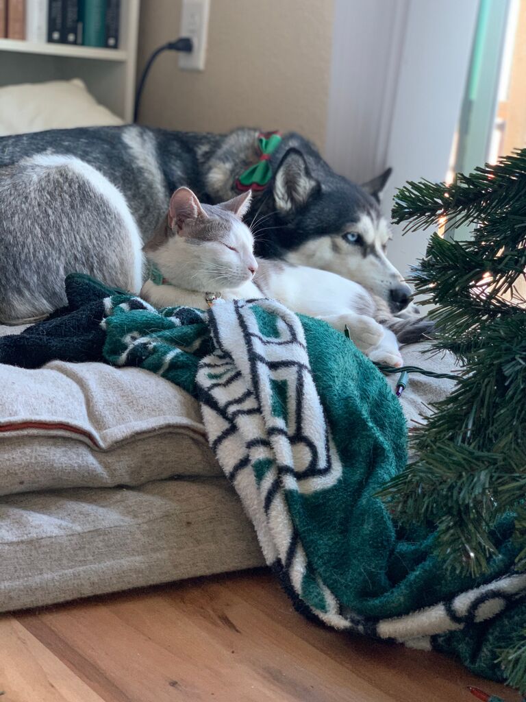 We adopt our cat, Stevie.