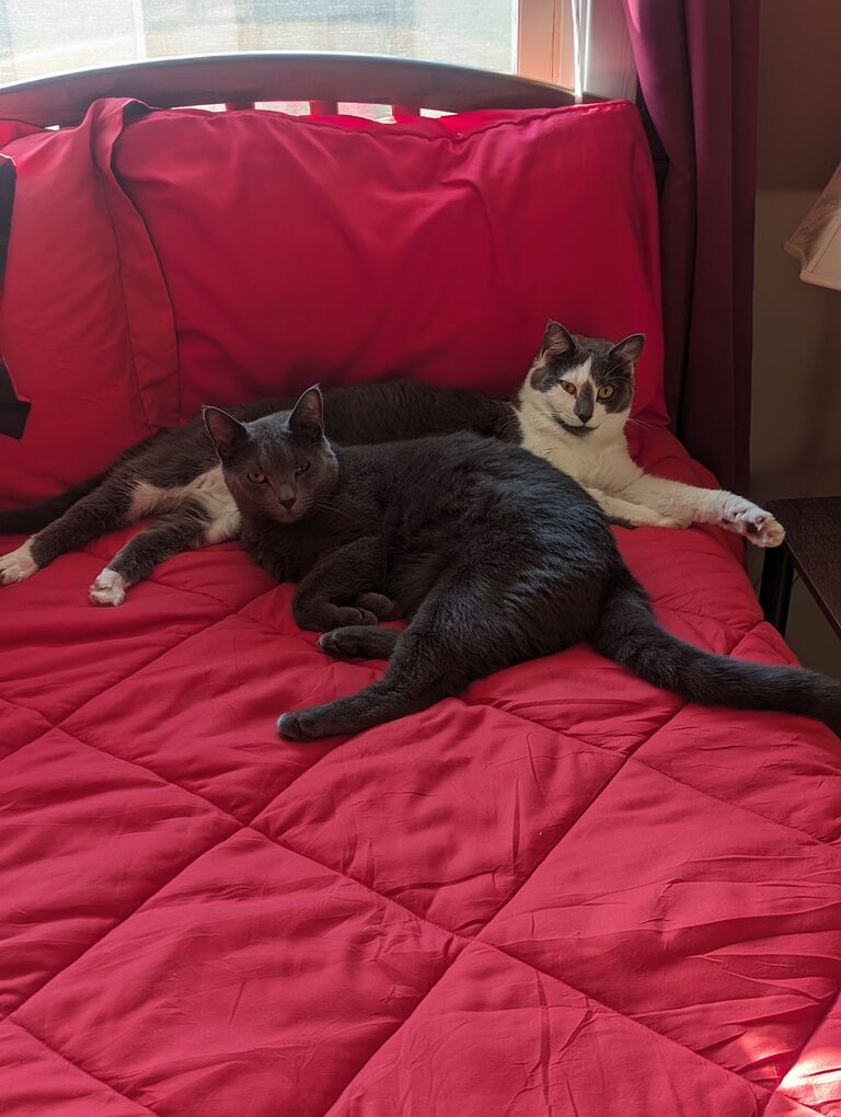 We adopted two cats, Tide and Luna