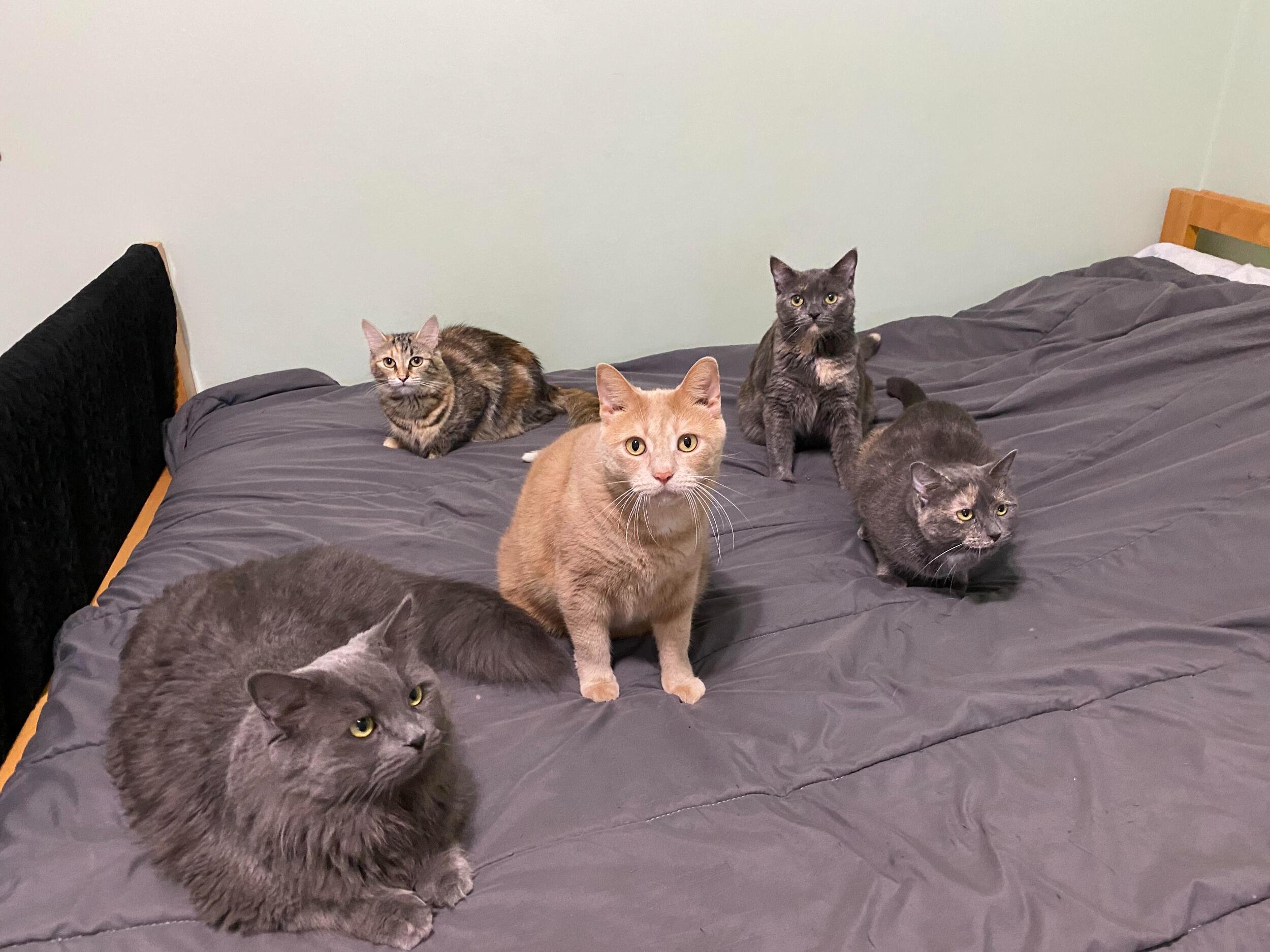 We started with 2 cats, and somehow ended up with a full-fledged feline family of 5