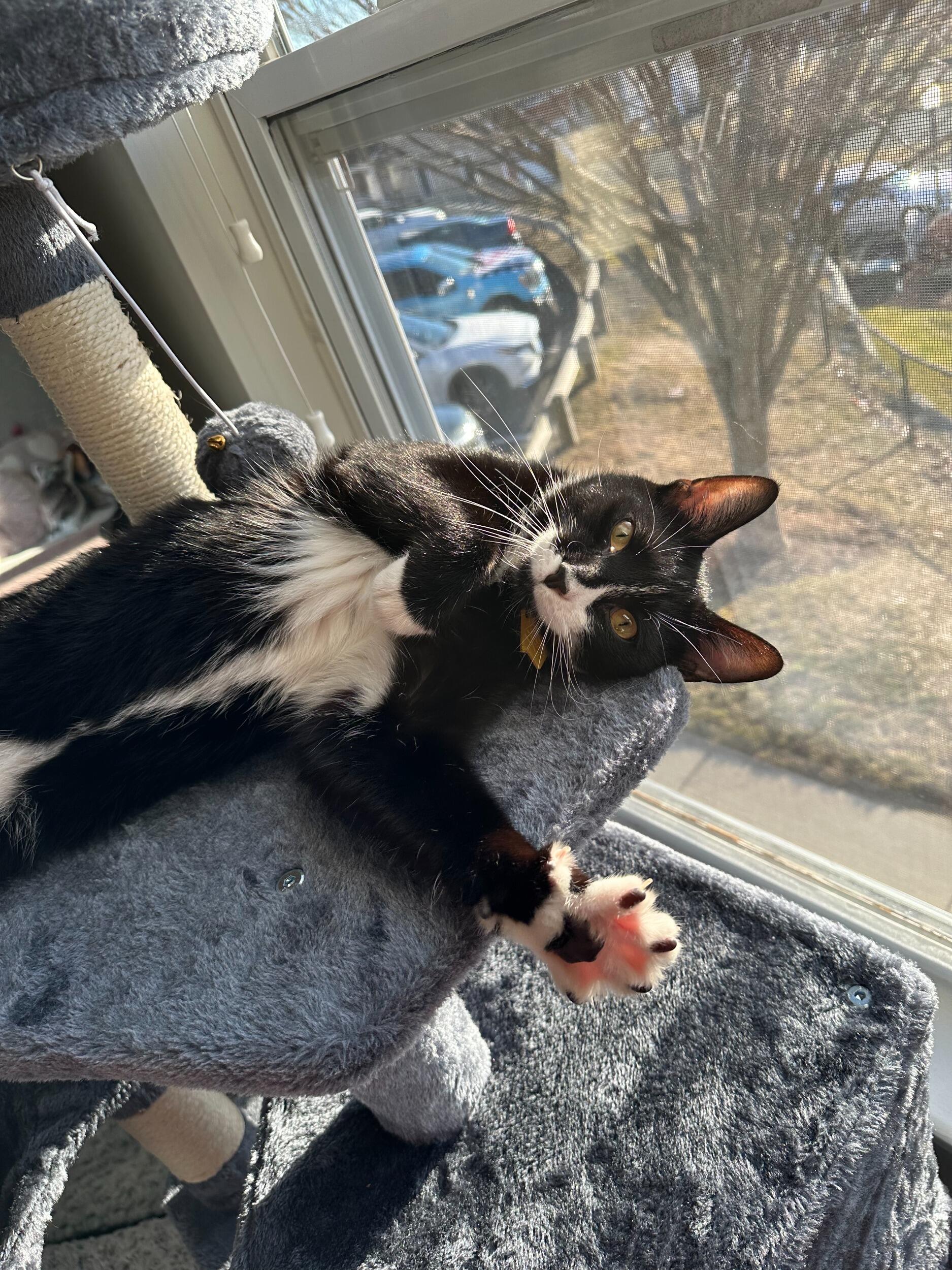 After returning home from Punta Cana, Marissa and David adopted their fur baby, a tuxedo cat named Sully. He is now more lovingly known as Sully Bear Boots O'Sullivan x5 Hunter-Vecchiarello. 