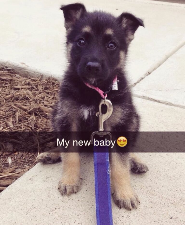 Savannah has always wanted a German Shepherd, and the first thing she did when she had her own place was get a German Shepherd puppy from Craigslist! Kylie <3