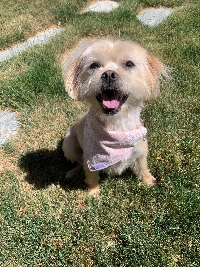 Winnie is our princess of the family! 