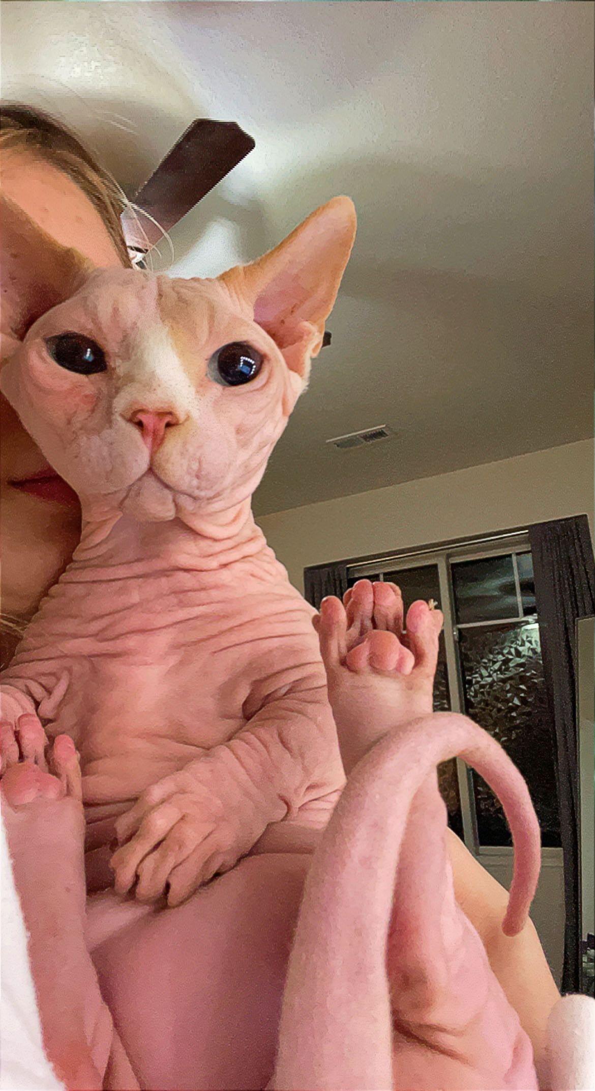 Calvin's gotcha day!