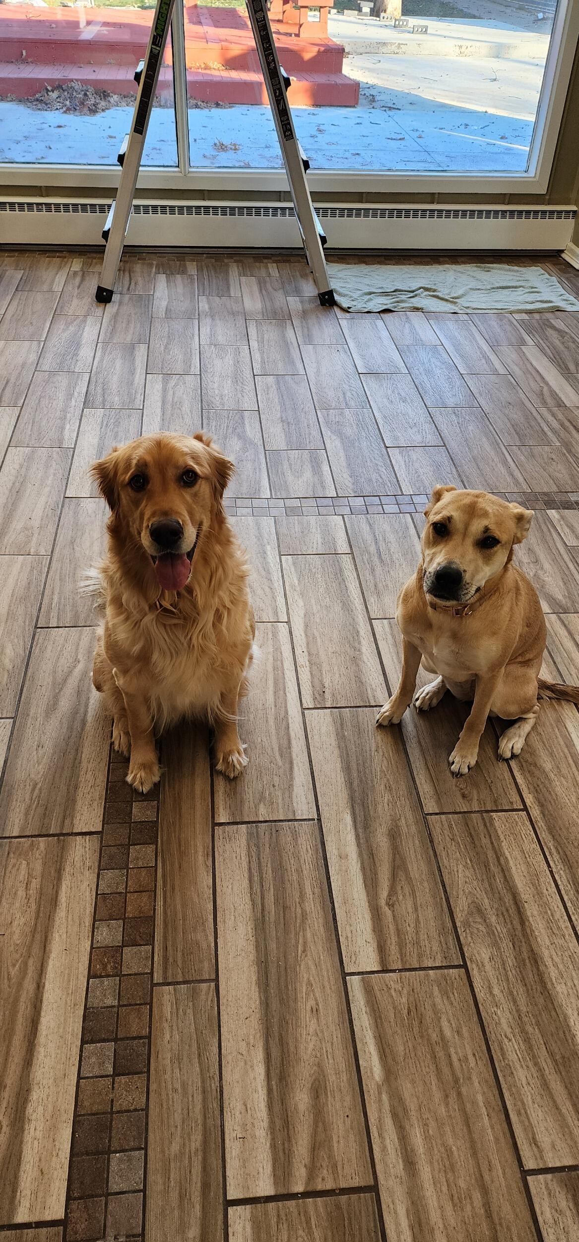 New year, new house! (Featuring Tilly and Olive 🐾)
