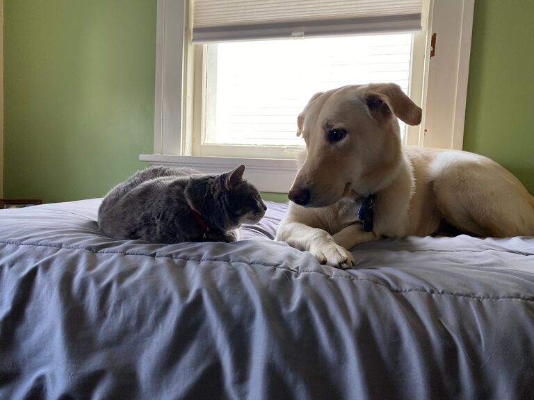 Our fur babies met each other