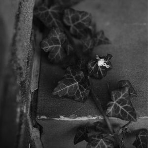 Gallery Photo 11
