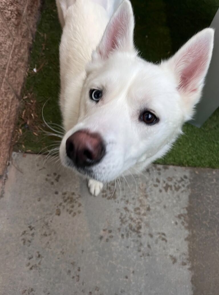 Three months in and Ed decided to get us a dog! What I thought was a crazy idea at the time turned into the best decision, we love our Denali more than anything!