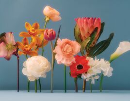 Assortment of fresh flower stems lined up