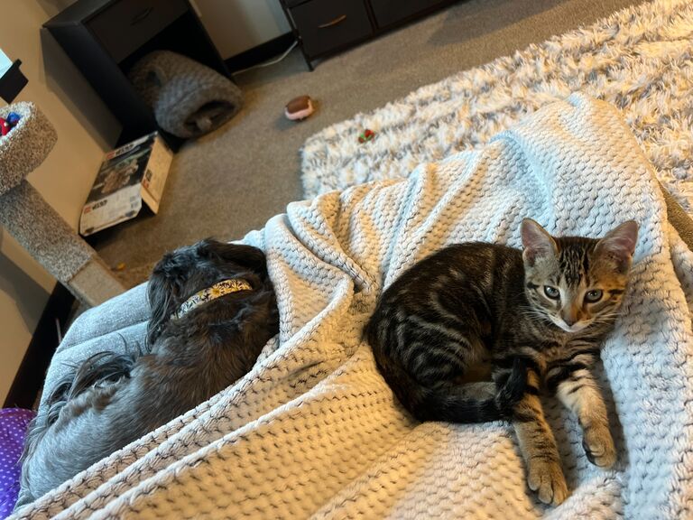 Sugar and Hope got along great!