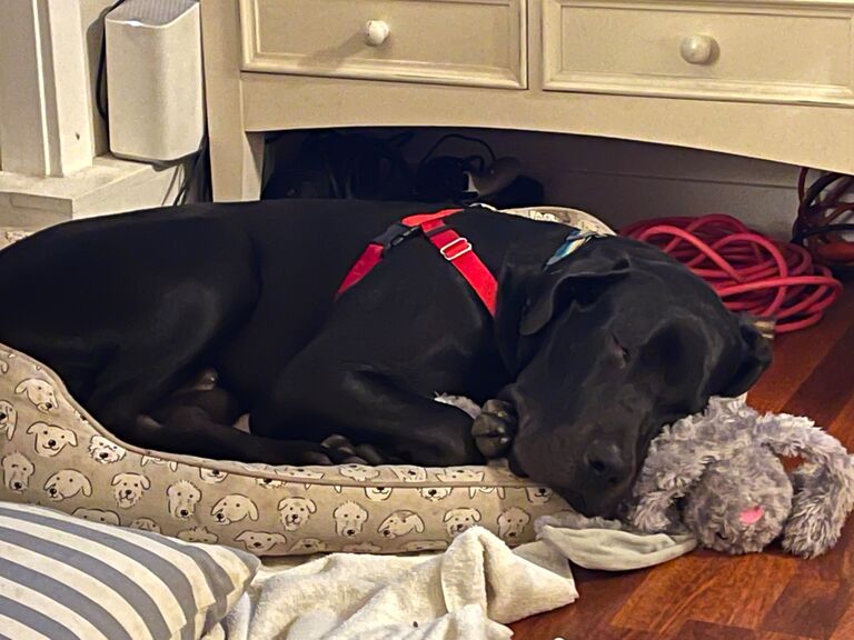 Outgrowing the beds, but never the stuffed animals.