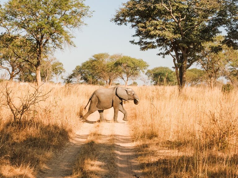 Bella and I had the once in a lifetime opportunity to serve overseas in Lusaka, Zambia. This African experience was full of sweet moments, life-changing memories, and incredible wildlife