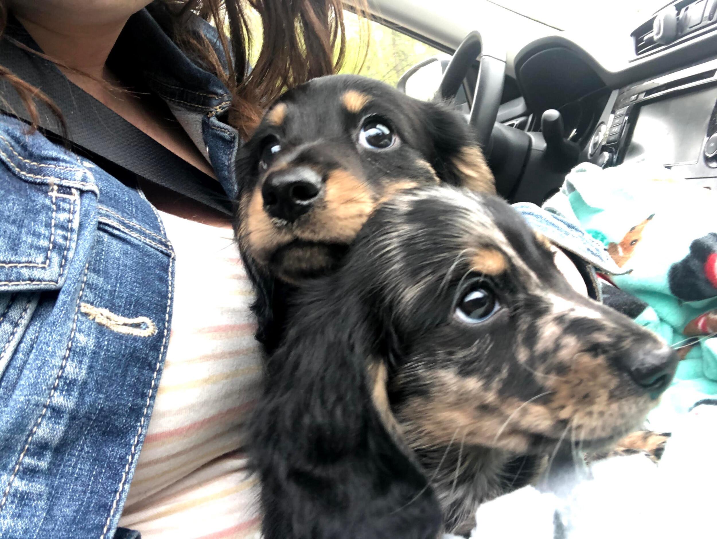 Picking up Bruce and Ralphie from Maine