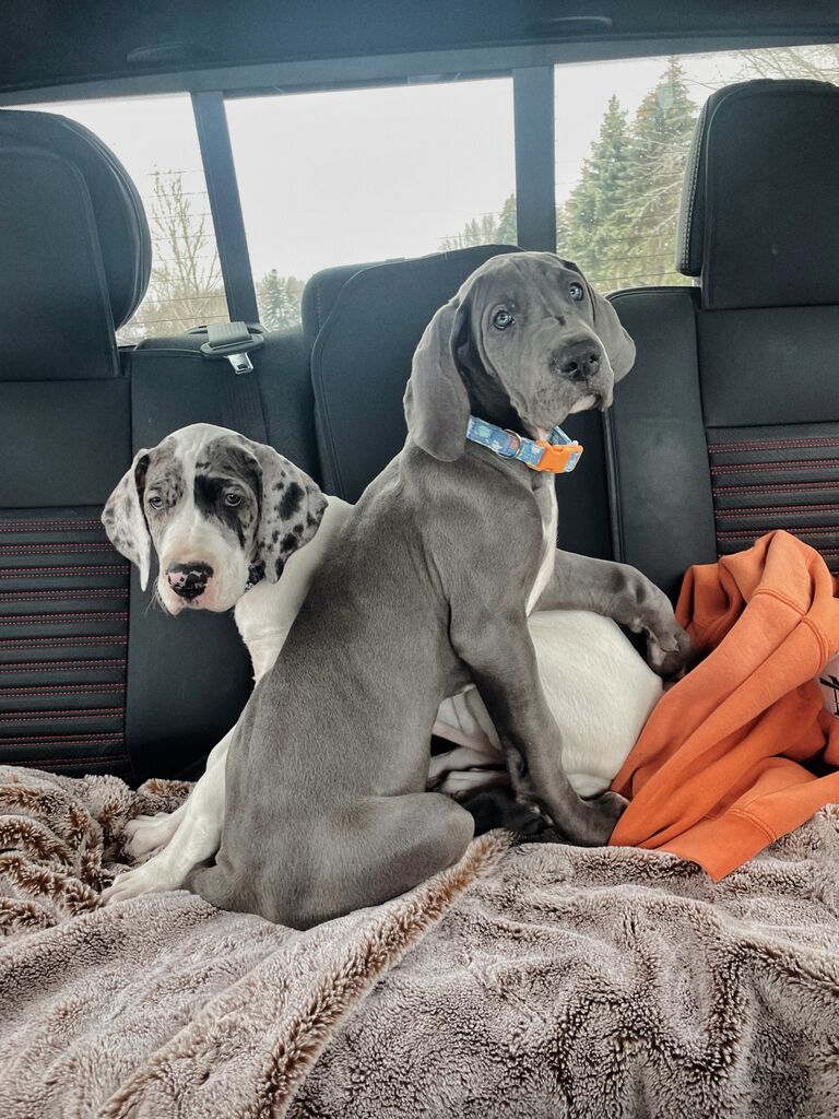 The puppies joined the family. Isaac and I decided the house was too quiet and we had the ability to care for some new members. In comes Sage (on the right) & Nova (on the left) our Great Danes. No, we are not crazy enough to think "hey, lets go get two Great Danes." We went to the place believing we were only going to get Nova. We began driving about 5 minutes back home with crying Nova, until I couldn't stop thinking about little Sage and her blue puppy eyes. After surprisingly little convincing, we turned the car around. Finally Nova stopped crying once she re-connected with her sister. We headed back home as a family of four, and double the trouble.