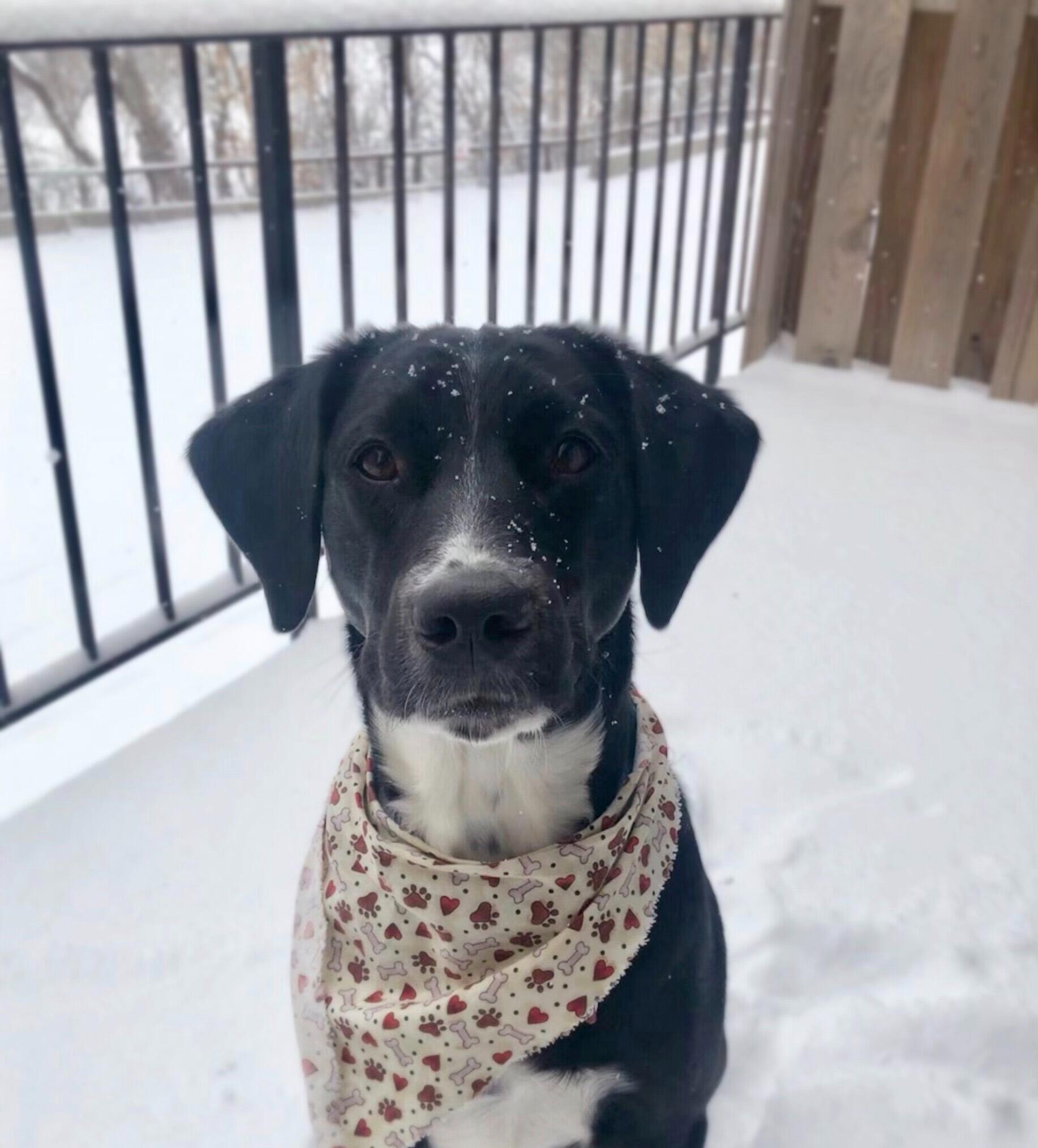 Judd and Amber adopted their fur baby, Cash. 